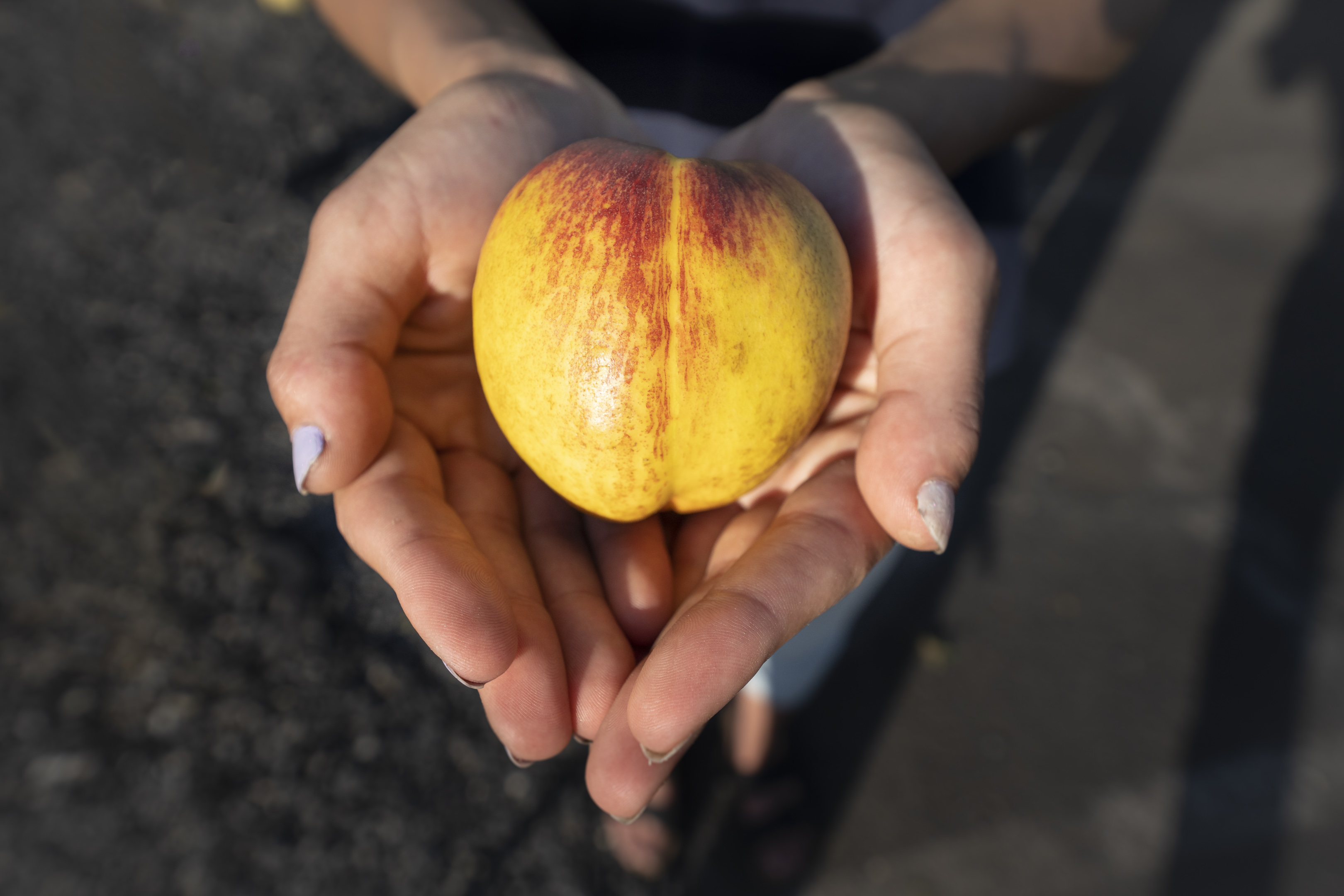 Hands cupped together holding a fresh peach