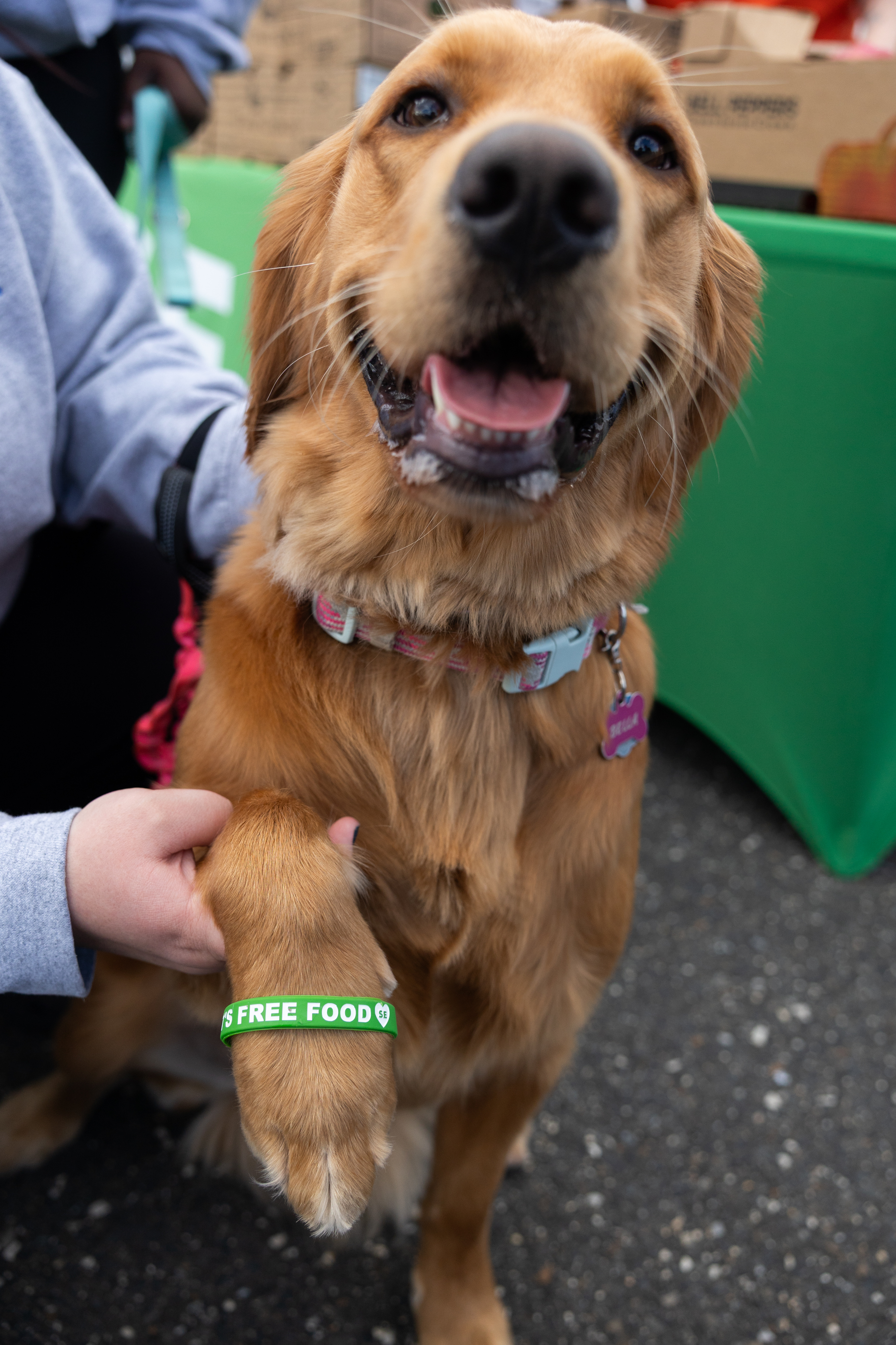 Golden retriever wearing a Sharing Excess free food wristband